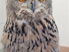 てるさんのあうるぱーく フクロウカフェ池袋への投稿写真3