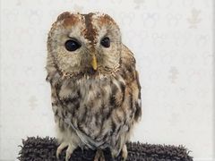 てるさんのあうるぱーく フクロウカフェ池袋への投稿写真4