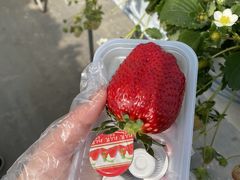 ともともさんのまるなかファームへの投稿写真1