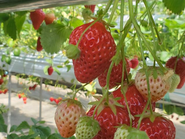 甘くておいしい大きな苺_塩田東山観光農園