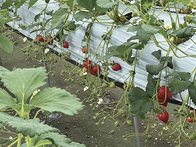 美味しそうなイチゴ_フルーツパーク ベリーの森 いわて
