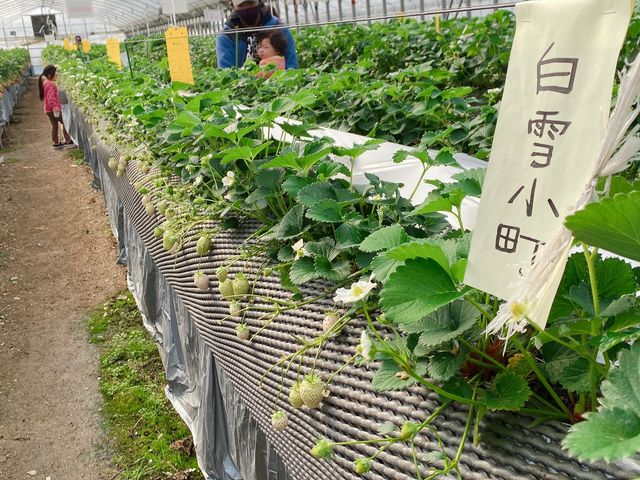 珍しい白いいちごも食べられました。何も付けなくても要らずで美味しかったです_ストロベリーファーム石田