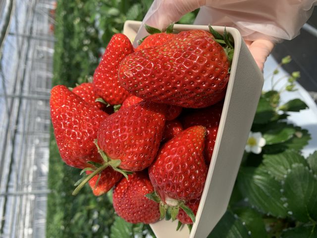 山盛りのいちごをもぐもぐスペースでいただきました!_いちご物語byホリマサシティファーム千葉