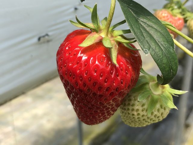 付根まで真っ赤な
☆大粒完熟いちご☆_河野園芸