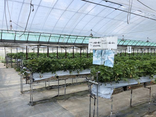 清潔感いっぱいの
☆いちごハウス☆_河野園芸