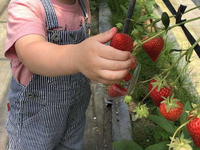 子どももすぐにマスター
☆自分でできる☆
上手な摘み方を教えてもらえます!_河野園芸