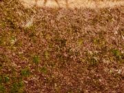 ごろごろぱんださんの名胡桃城址の投稿写真1