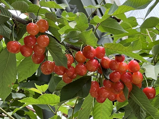この木は紅秀峰で大きくて甘いさくらんぼ、高いところにたくさん実っていました。_久保田農園