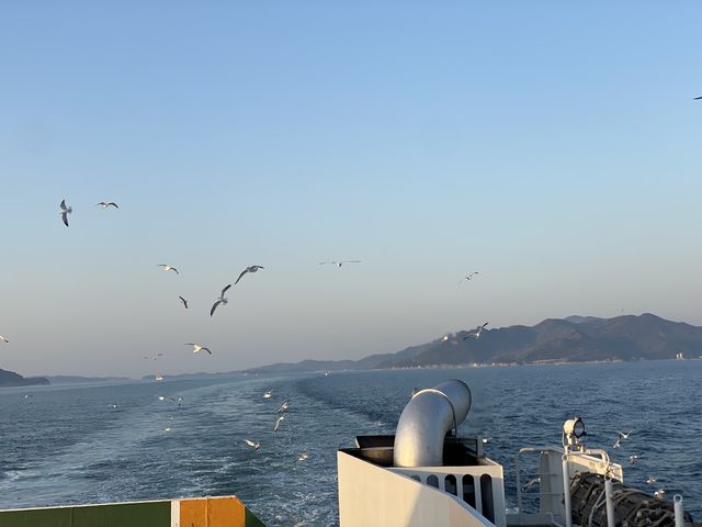かもめ達_小豆島 国際フェリー