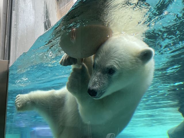 シロクマの赤ちゃん_札幌通運クラブゲッツ