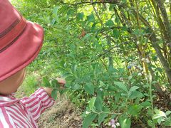 鉢伏ハーブ&ベリー園の写真1