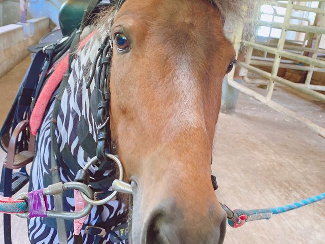 キキちゃん この子に乗せてもらい引き馬体験
1000円餌付き_奥飛騨山之村牧場