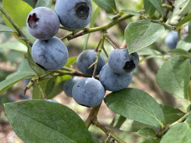 青色と黄色の2種類のブルーベリー狩りができます_ワイワイブルーベリー