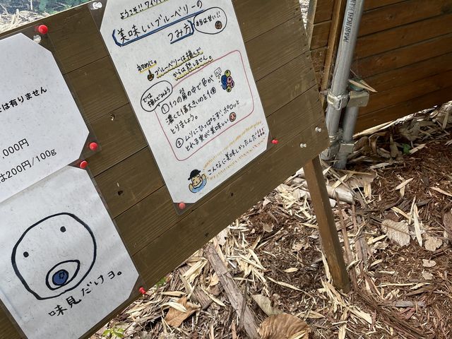 一房の中で一番大きな粒を摘みます_ワイワイブルーベリー