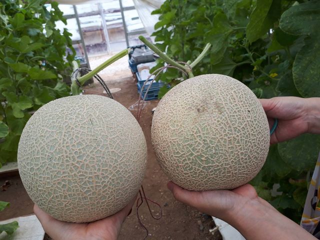お土産のメロン_シーサイドファーム伊良湖