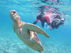 Sucreさんのアマミエンシスへの投稿写真1