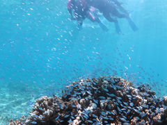 Sucreさんのアマミエンシスへの投稿写真2