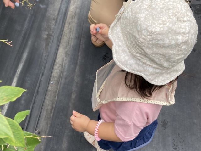 初めてのブルーベリー狩り_ブルーベリー畑 まーるいかんぱにー