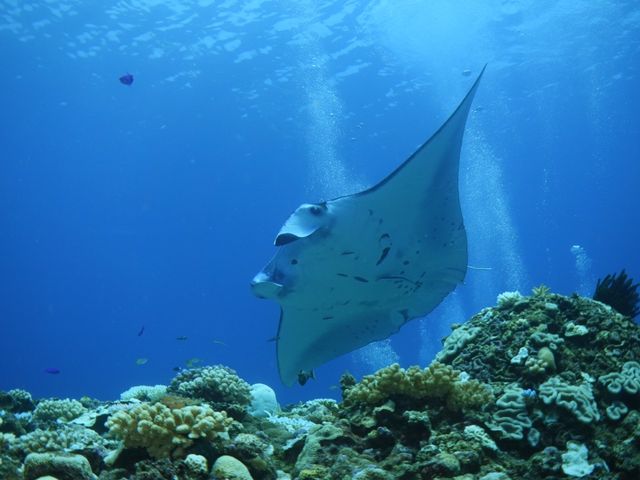 キチンと写真も撮ってくれていました!_ダイブラティーク
