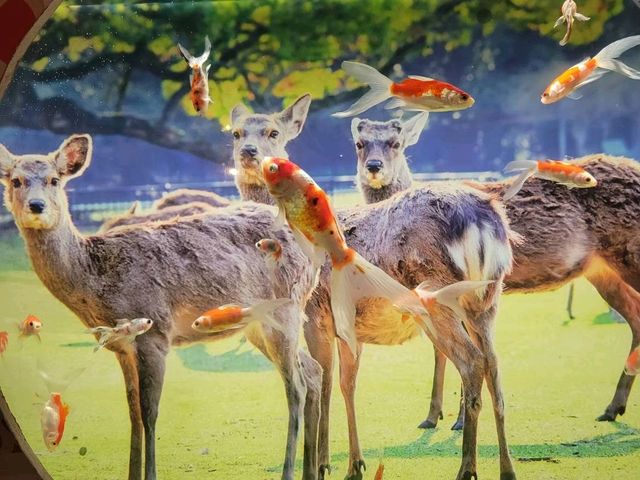奈良の鹿と金魚のコラボ写真が撮れました!_奈良金魚ミュージアム(NARA KINGYO MUSEUM)