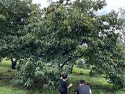 ニックネームさんのファームFUMIの投稿写真1