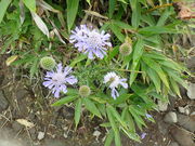 マイBOOさんの根子岳の投稿写真1