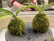 みーさんの山草やの投稿写真1
