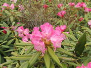 ム〜さんさんの巻機山の投稿写真2