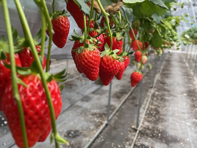 maさんの箸荷いちご園の投稿写真1