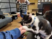 りーだーさんの廣島ねこ奉行の投稿写真1