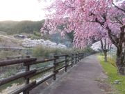 こぼらさんの長瀬・太郎生川の投稿写真1