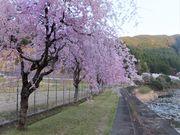 こぼらさんの長瀬・太郎生川の投稿写真2