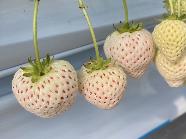 白いちごもあります_観光農園 Bee my Berry