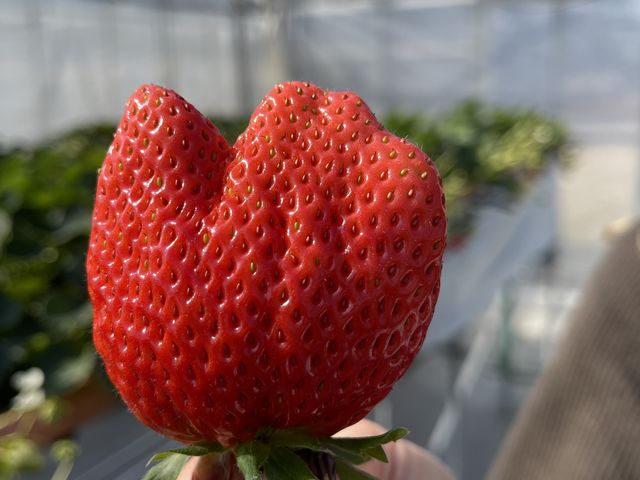 大きい苺がたくさんありました!_奏の森 なごみ village