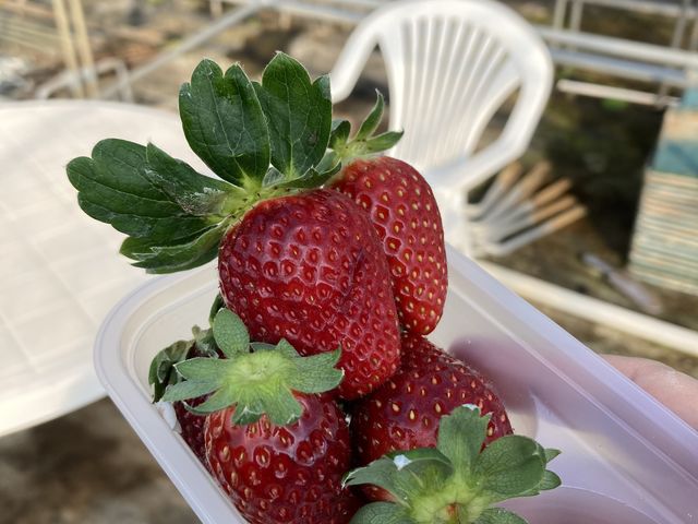 黒いちご山盛り。_石田農園