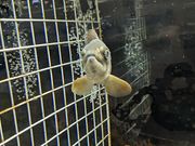 ひろにゃんさんの青垣いきものふれあいの里の投稿写真2