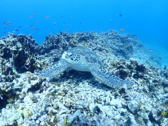 シュノーケリングではカメも見れました。_ターコイズ石垣島