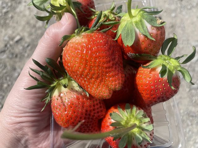 大粒のいちごもたくさん_南いちご農園