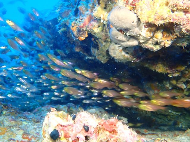魚群_コーラルダイバーズ