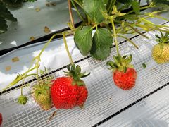 花立山ファームの写真1