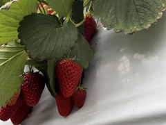 ゆうちゃんさんのお陽様農園への投稿写真1