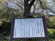 7DICEさんの太夫桜の投稿写真1