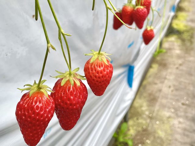 形が良くて大きめ_エーアイファーム