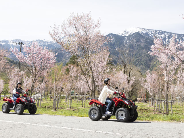 桜の時期_ナガセスッポン養殖場 オクヒダバギー