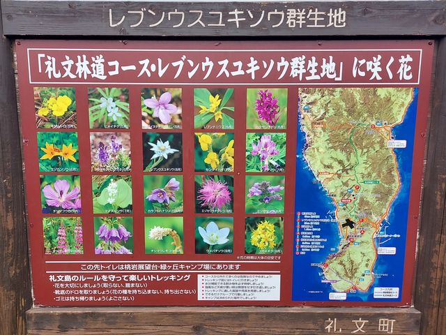 このコースは楽でした。砂利道なので足を取られないように_礼文林道