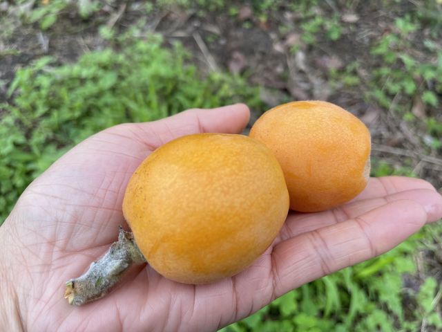 大きい_里山なかくら