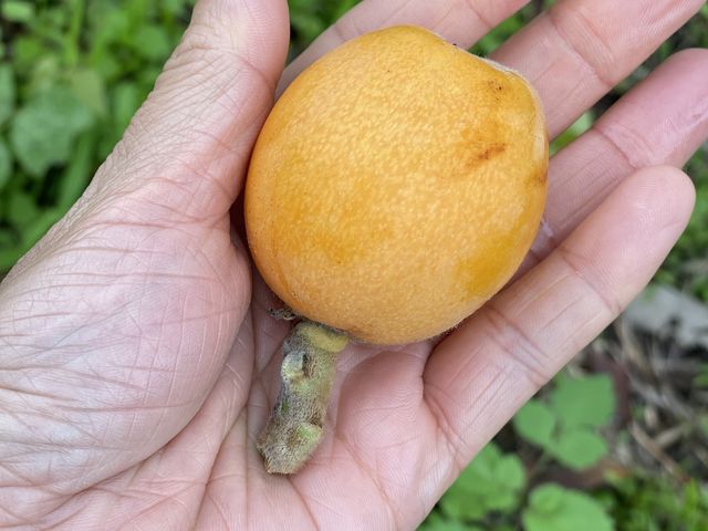 立派でしょ_里山なかくら