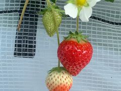 あずささんの岸川農園への投稿写真1