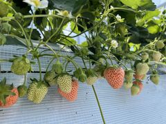 poporonさんの岸川農園への投稿写真1