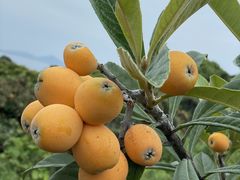 里山なかくらの写真1